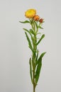 Yellow helichrysum Straw flower bloomingÃÂ on white background
